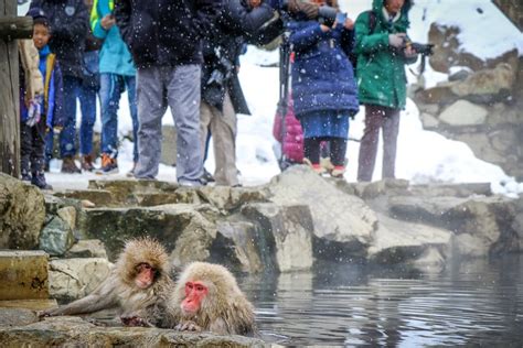 Jigokudani Monkey Park: Japan Snow Monkeys In Nagano