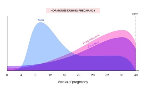 Premium Vector | Levels of hormones in pregnancy infographic HCG ...