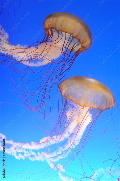 Chrysaora fuscescens jellyfish Stock Photo | Adobe Stock