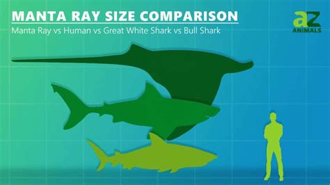 Joya Conciliar encanto manta ray size comparison Dar victoria Ojalá