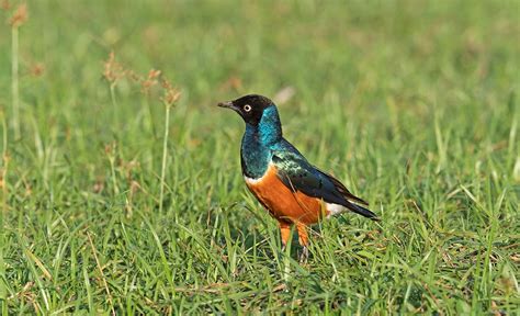 Lake Baringo National Reserve, Wildlife, Animals, Reserve, Kenya