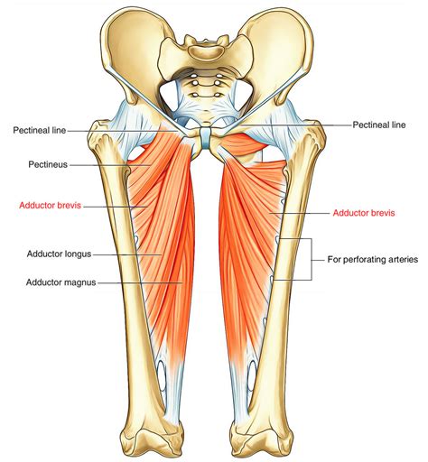 Groin Pain and Return To Play