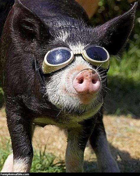 50 Funny Pig Pictures to Make You Laugh