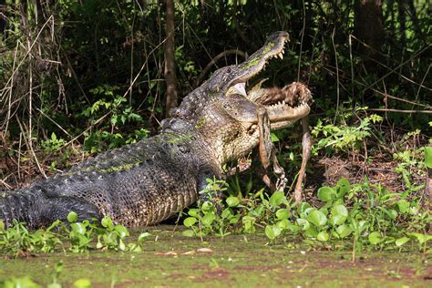 American Alligator Eating A Deer Photograph by Ivan Kuzmin - Pixels