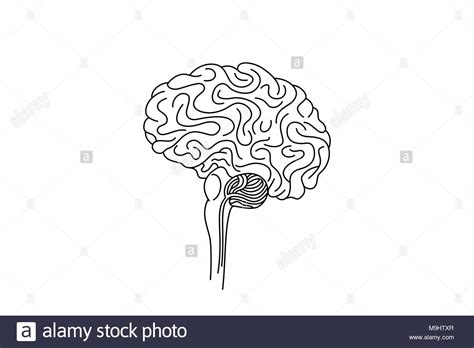 Brain Stem High Resolution Stock Photography And Images Alamy