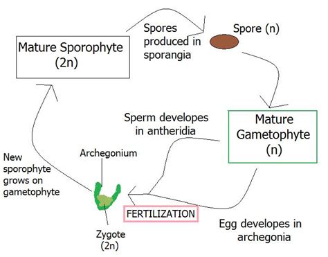 Plant Reproduction Diagram