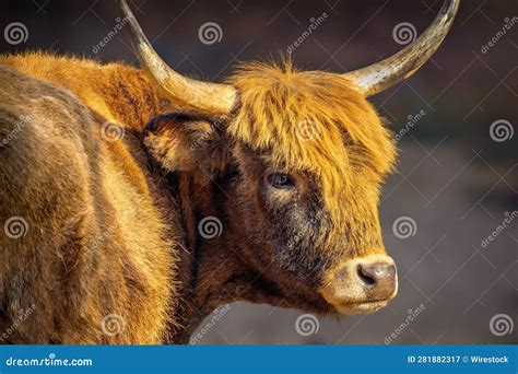 An Ox with a Large Horn and Large Horns Standing on a Dirt Ground Stock ...