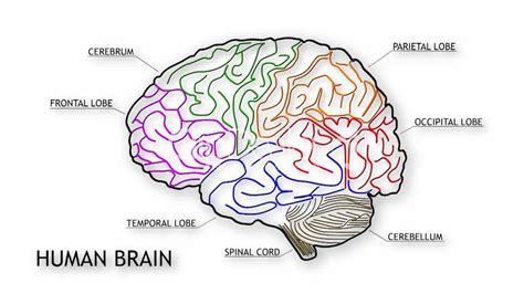 22+ Simple Diagram Of Human Brain | HasnaHarmaya