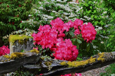 Rhododendrons 6000 Photograph by David Mosby - Fine Art America