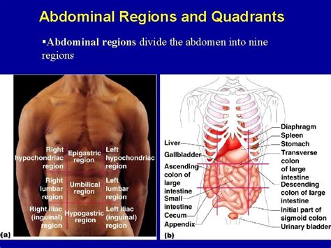 Regions Of Abdomen Diagram