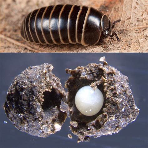 Millipede Eggs