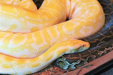 Albino Burmese Python (Python molurus bivittatus) - ZooChat