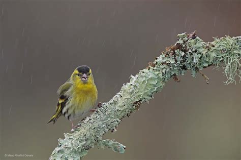 Singing in the rain | Wildlife Photographer of the Year | Natural ...