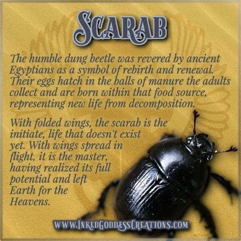 Scarab Beatle | Scarab, Egyptian symbols, Scarab beetle meaning