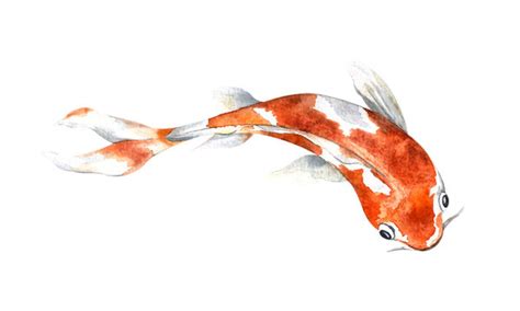 Watercolor Koi Fish