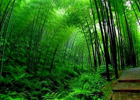 🔥 [50+] Bamboo Forest Wallpapers | WallpaperSafari