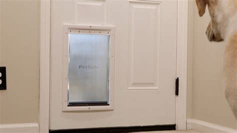 Petsafe Dog Door Installation Outlet Shop | clc.cet.edu