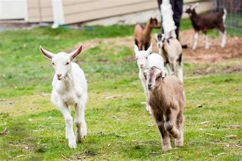 Goat Breeds — Puget Sound Goat Rescue