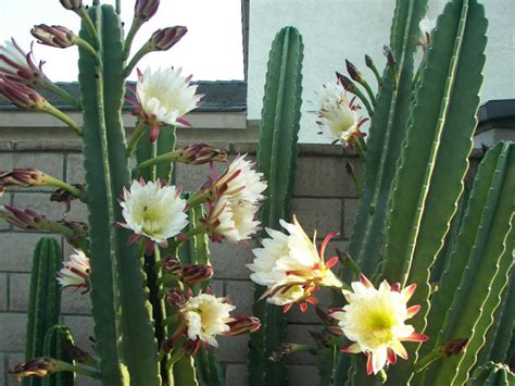 50+ Types of Cactus (With Pictures and Names)