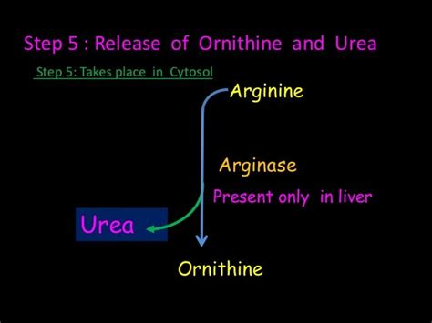 Urea synthesis