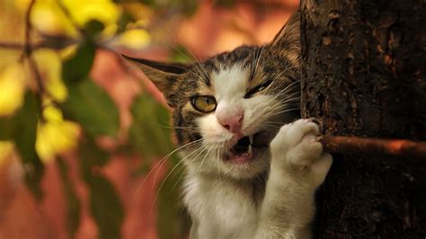 Funny Cats Wallpapers (57+ images)