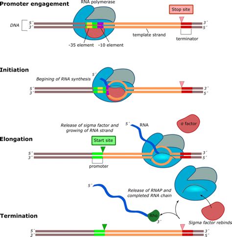 Process Of Transcription | Hot Sex Picture