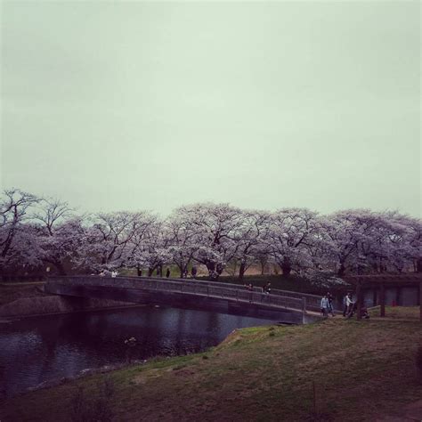 Hanami (flower viewing) by LostSummer on DeviantArt