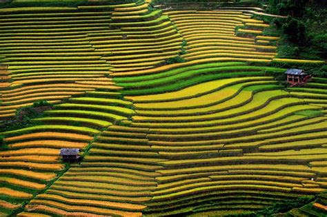 Rice Terraces Sapa - Best time to visit the terraced paddy fields in Sapa