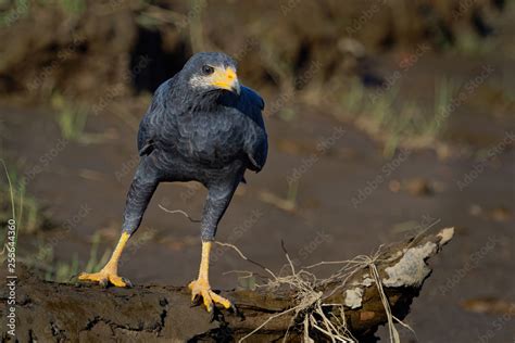 Common Black Hawk - Buteogallus anthracinus a bird of prey in the ...