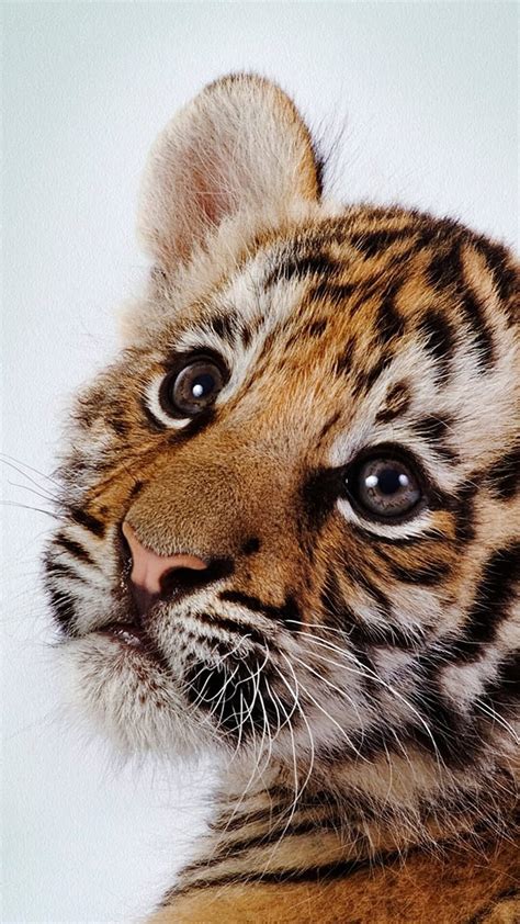 Baby Animals Wallpaper