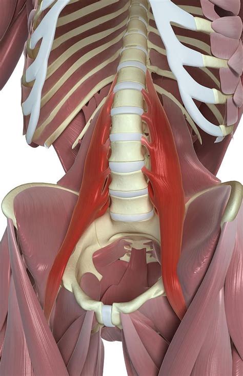 Psoas Anatomy