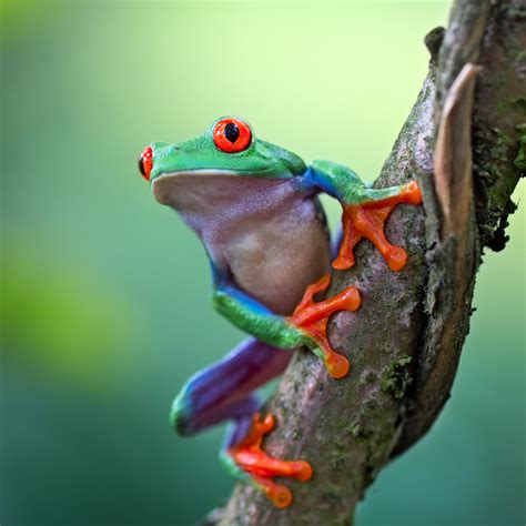 Red-Eyed Tree Frog | Rainforest Animals