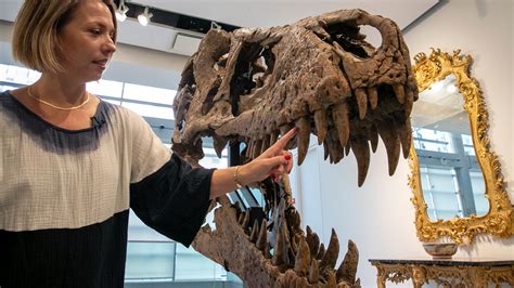 Why the sale of a T. rex fossil could be a big loss for science ...