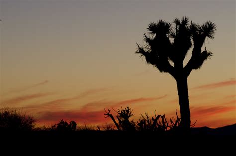 Joshua Tree National Park