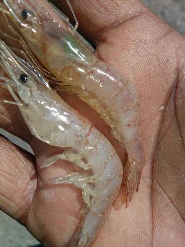 Shrimp Seed at Rs 0.50/piece | Fish Seeds in Umargam | ID: 16943346348