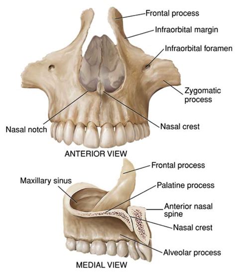 maxilla - Google Search | Dental anatomy, Anatomy bones, Medical anatomy