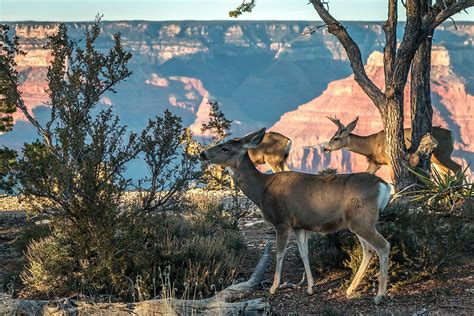 What Animals Live In The Grand Canyon? - WorldAtlas