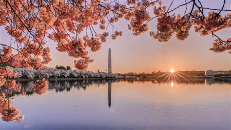 Washington DC Cherry Blossom Wallpapers - Top Free Washington DC Cherry ...