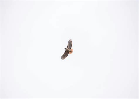 Brown Hawk Flying Freely · Free Stock Photo