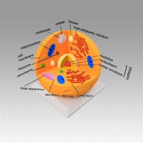 Animal Cell - 3D Model by Blackeveryday