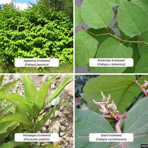 Knotweed species (Fallopia sp.) | Fraser Valley Invasive Species Society