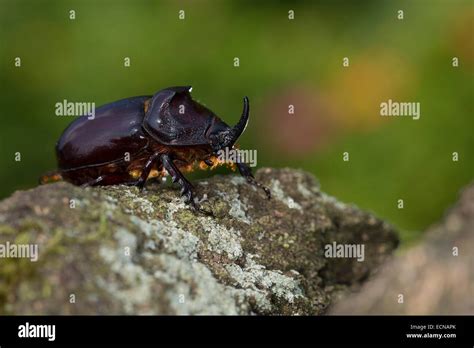 Male Rhinoceros Beetle Stock Photos & Male Rhinoceros Beetle Stock ...