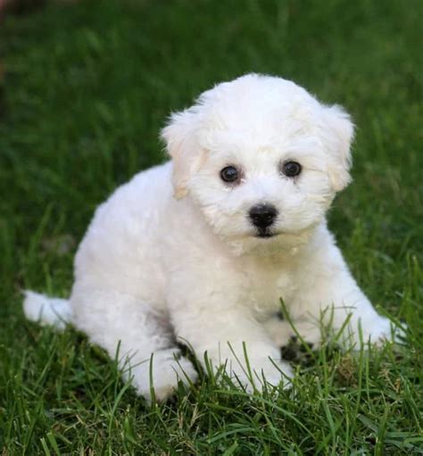 Bichon Frise - A-Z Animals