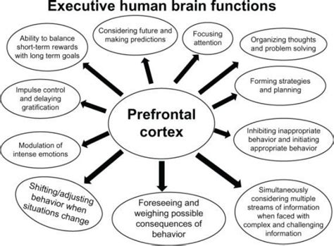 Prefrontal Cortex Function