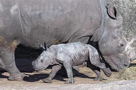 WATCH: Footage shows birth of baby rhino at West Midland Safari Park ...