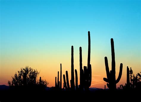 Saguaro Sunset