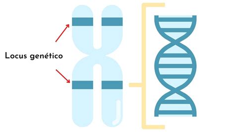 Locus (biología): qué es, significado, definición