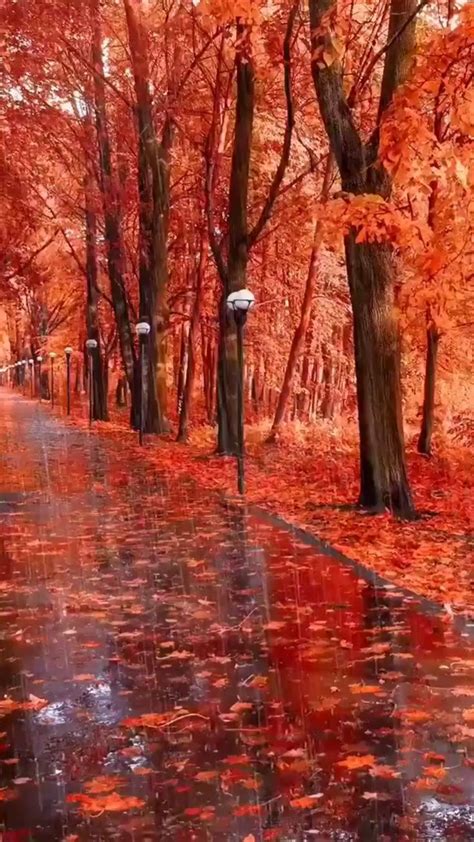 Autumn Rain: An immersive guide by Aesthetics