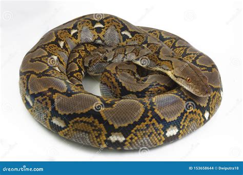 Reticulated Python Python Reticulatus Stock Photo - Image of close ...