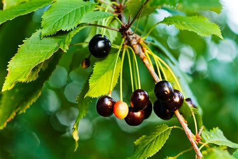 Black Cherry Leaf & Other Facts About the Tree